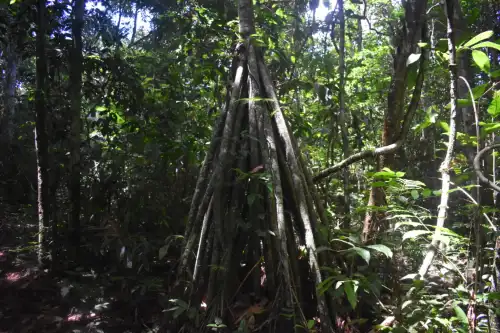 Walking Palm
